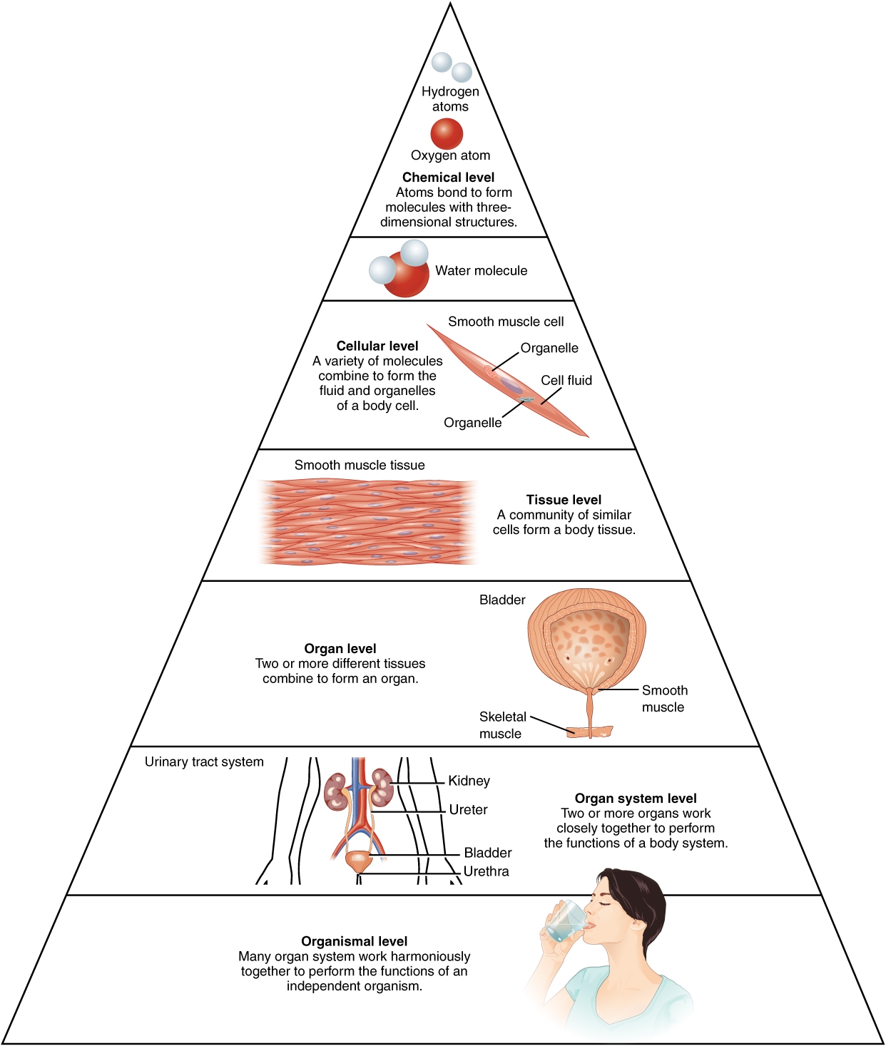 1 1 Structural Organization Of The Human Body Human Biology 1 1 Structural Organization Of The Human Body Human Biology