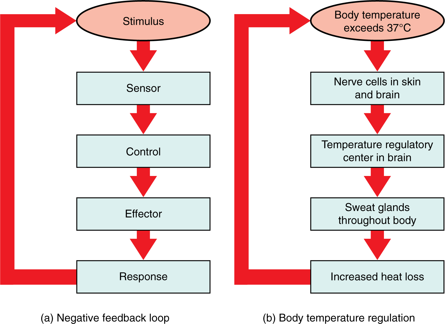 1 3 Homeostasis Anatomy Physiology 2e 1 3 Homeostasis Anatomy Physiology 2e