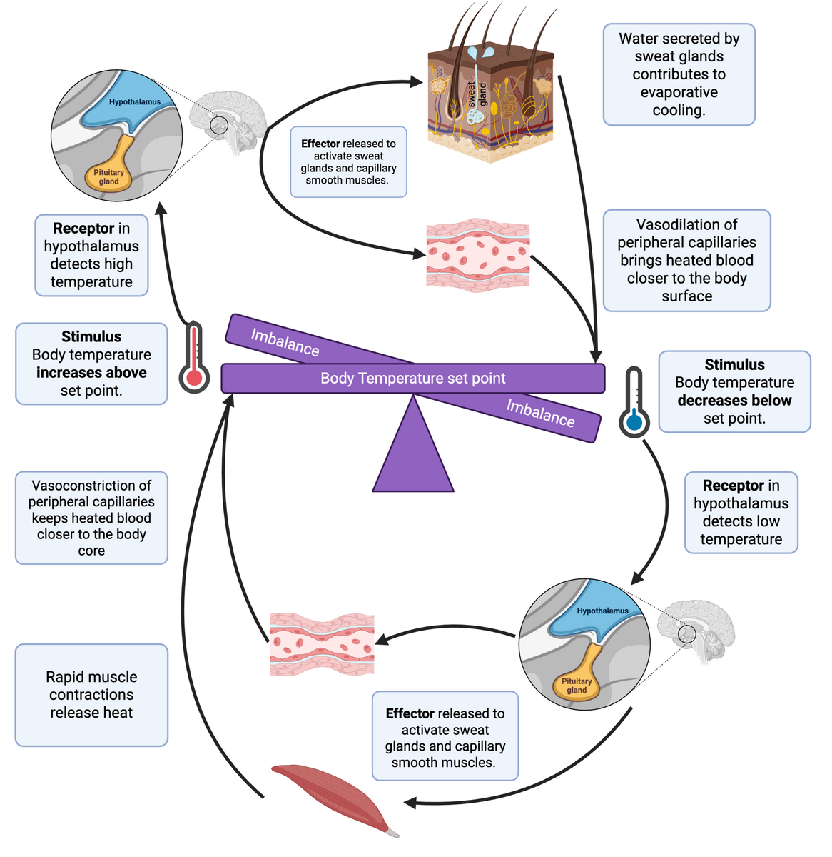 11 1 Introduction To Homeostasis Concepts In Biology 11 1 Introduction To Homeostasis Concepts In Biology