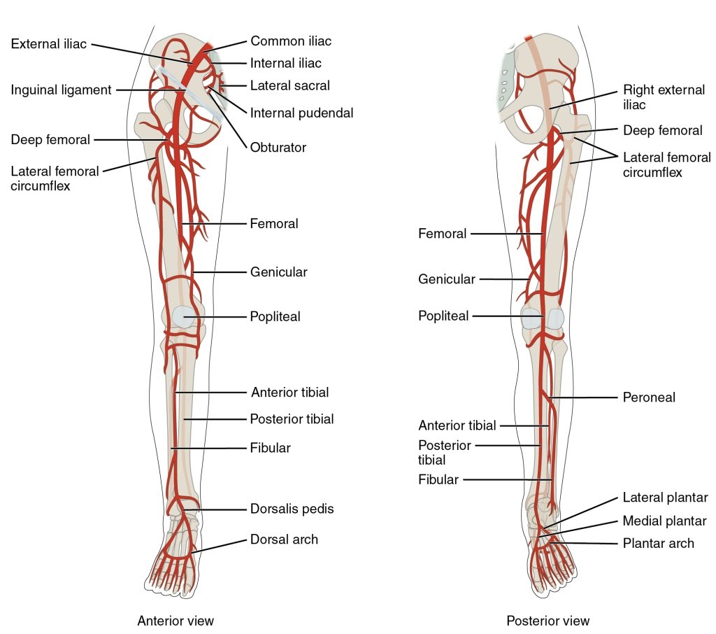 11 5 Blood Vessels General Anatomy Physiology