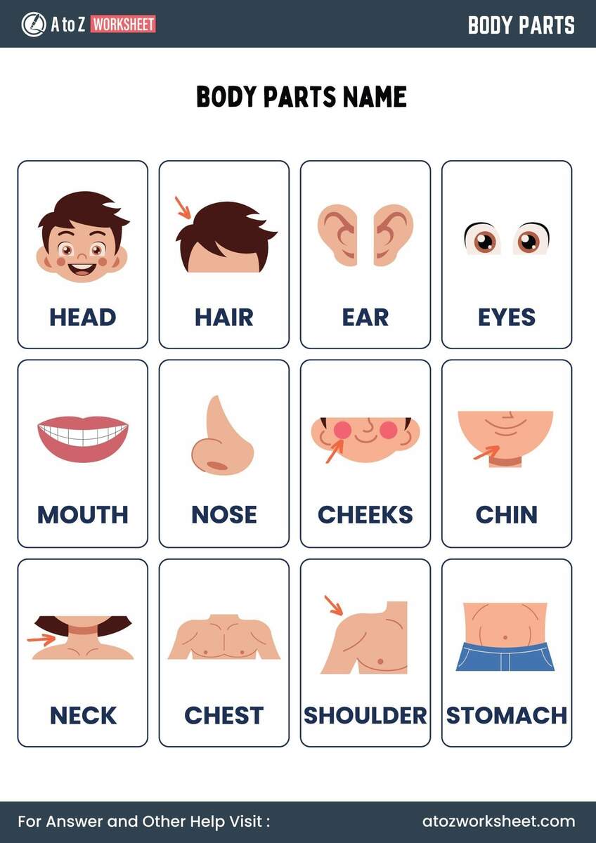 11 Free Printable Body Parts Worksheet For Kindergarten And Class 1 Kids A To Z Worksheet Customize 82 Body Parts Worksheets Templates Online Canva