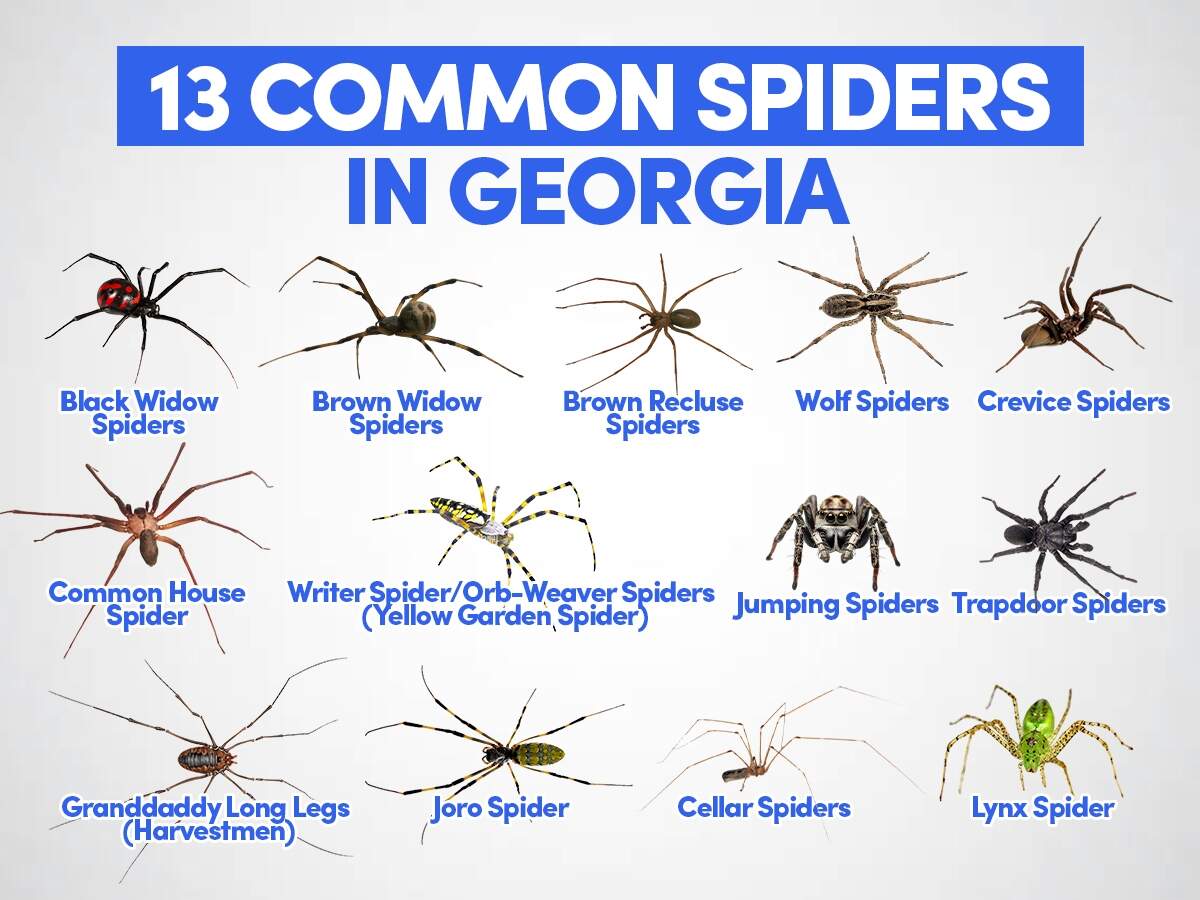 13 Common Spiders In Georgia Picture Identification And Characteristics