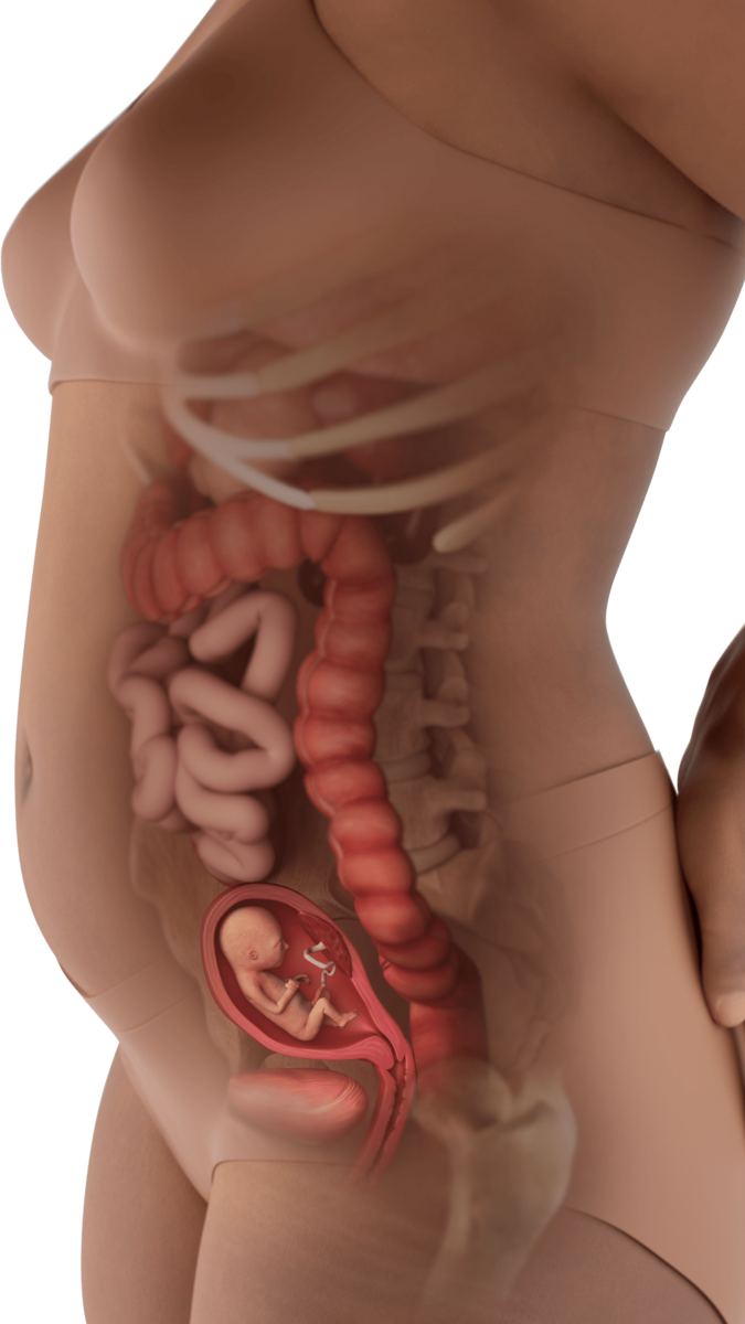 15 Weeks Pregnant Symptoms Bump More BabyCenter 15 Weeks Pregnant Symptoms Bump More BabyCenter