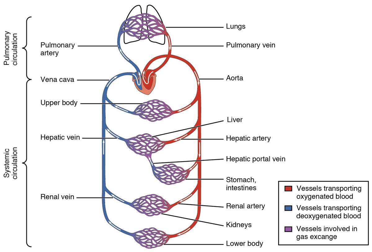 2 1 3 The Cardiovascular System Fundamentals Of Health And Physical Activity