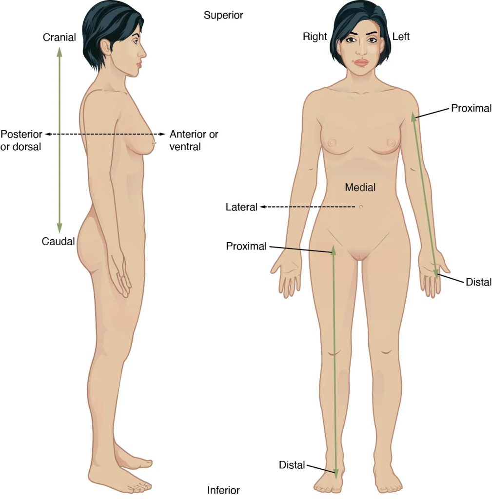 2 6 Anatomical View Of The Body Positions Locations And Directional Terms Open RN Medical Terminology 2e