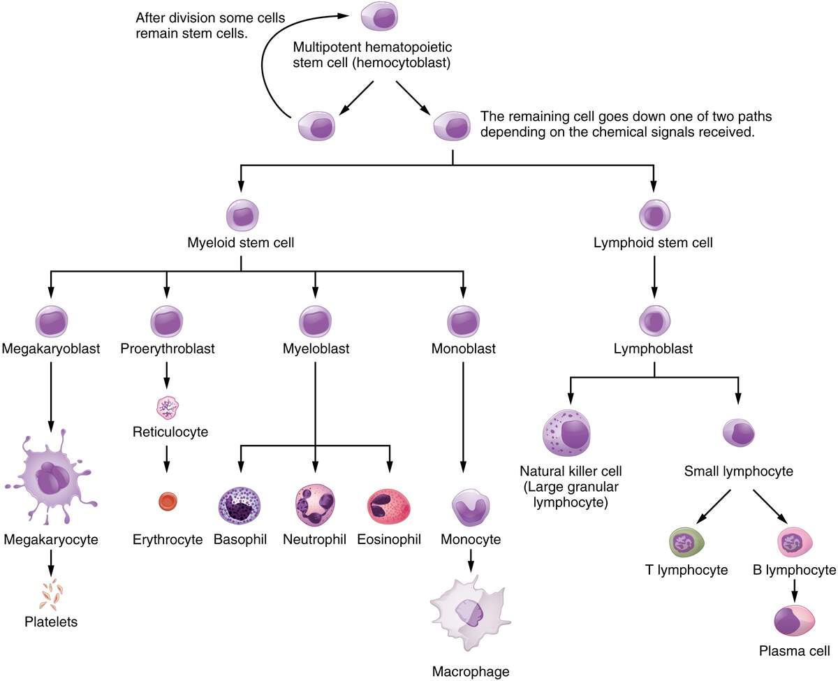 21 1 Anatomy Of The Lymphatic And Immune Systems Anatomy And Physiology 21 1 Anatomy Of The Lymphatic And Immune Systems Anatomy And Physiology