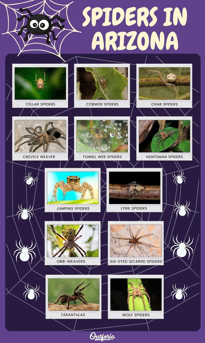 25 Amazing Spiders In Arizona ID Guide Pictures And Facts