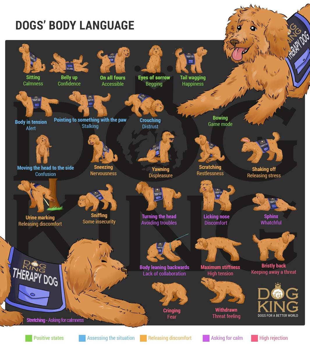 25 Body Language Postures And Gestures Of Dogs