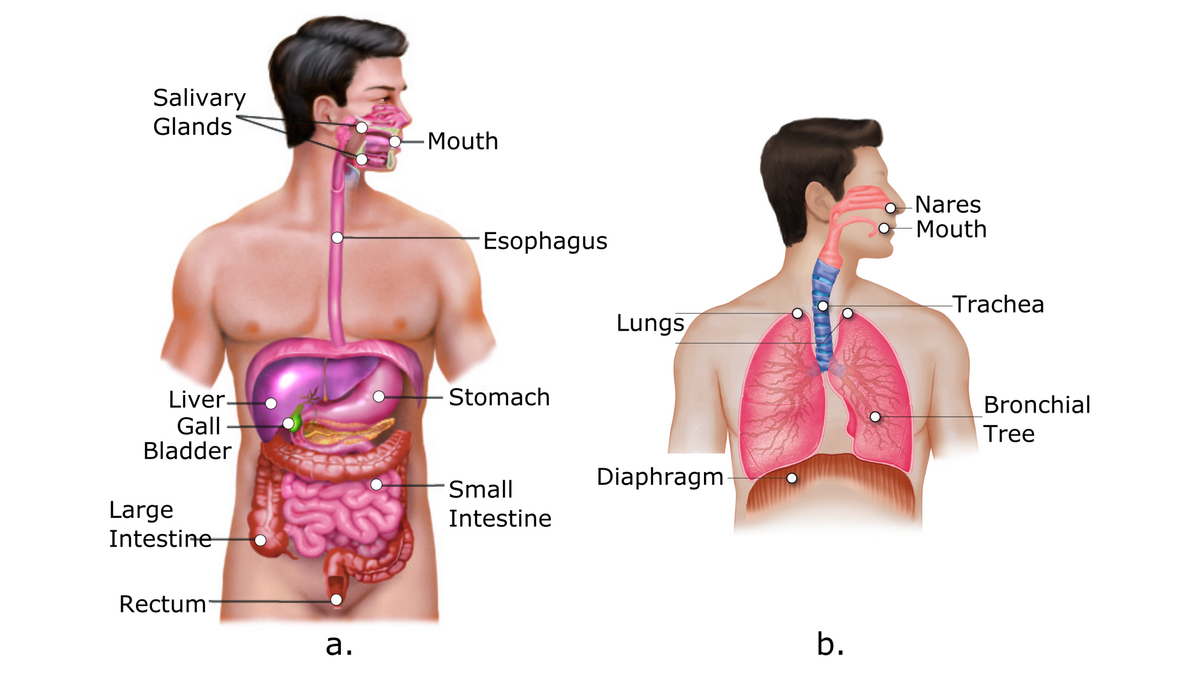 3 Organizing Concepts Major Organ Systems Of The Body Grouped By Primary Function LabXchange