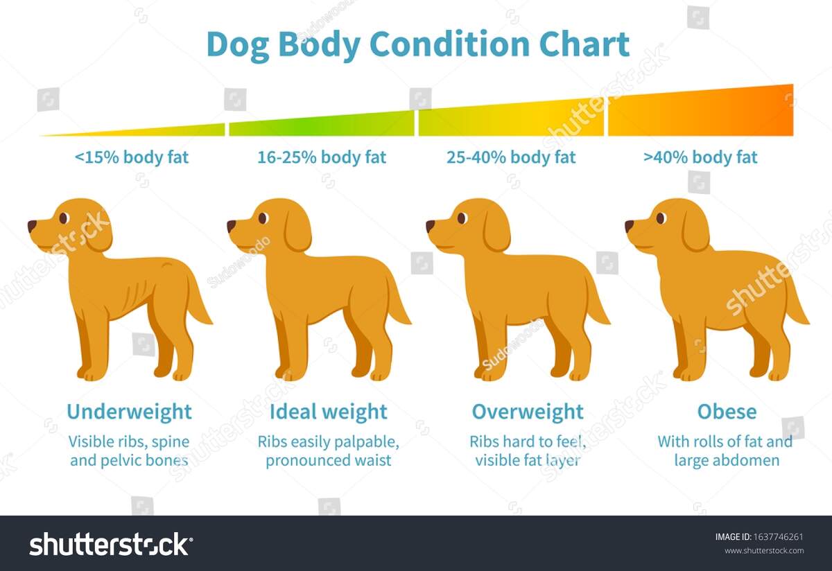 30 Dog Condition Chart Royalty Free Images Stock Photos Pictures Shutterstock