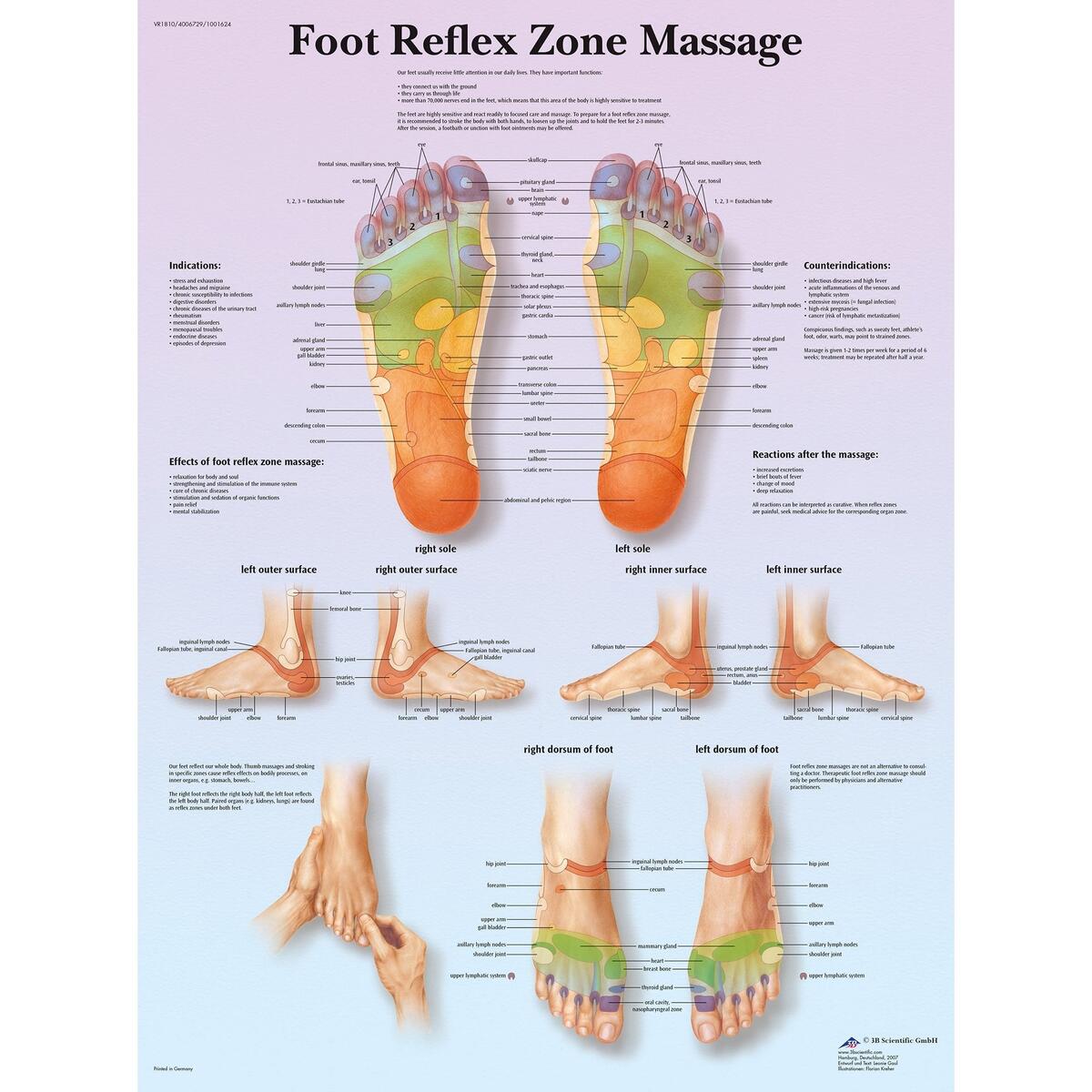 3B Scientific Foot Reflex Zone Massage Chart 3B Scientific Foot Reflex Zone Massage Chart