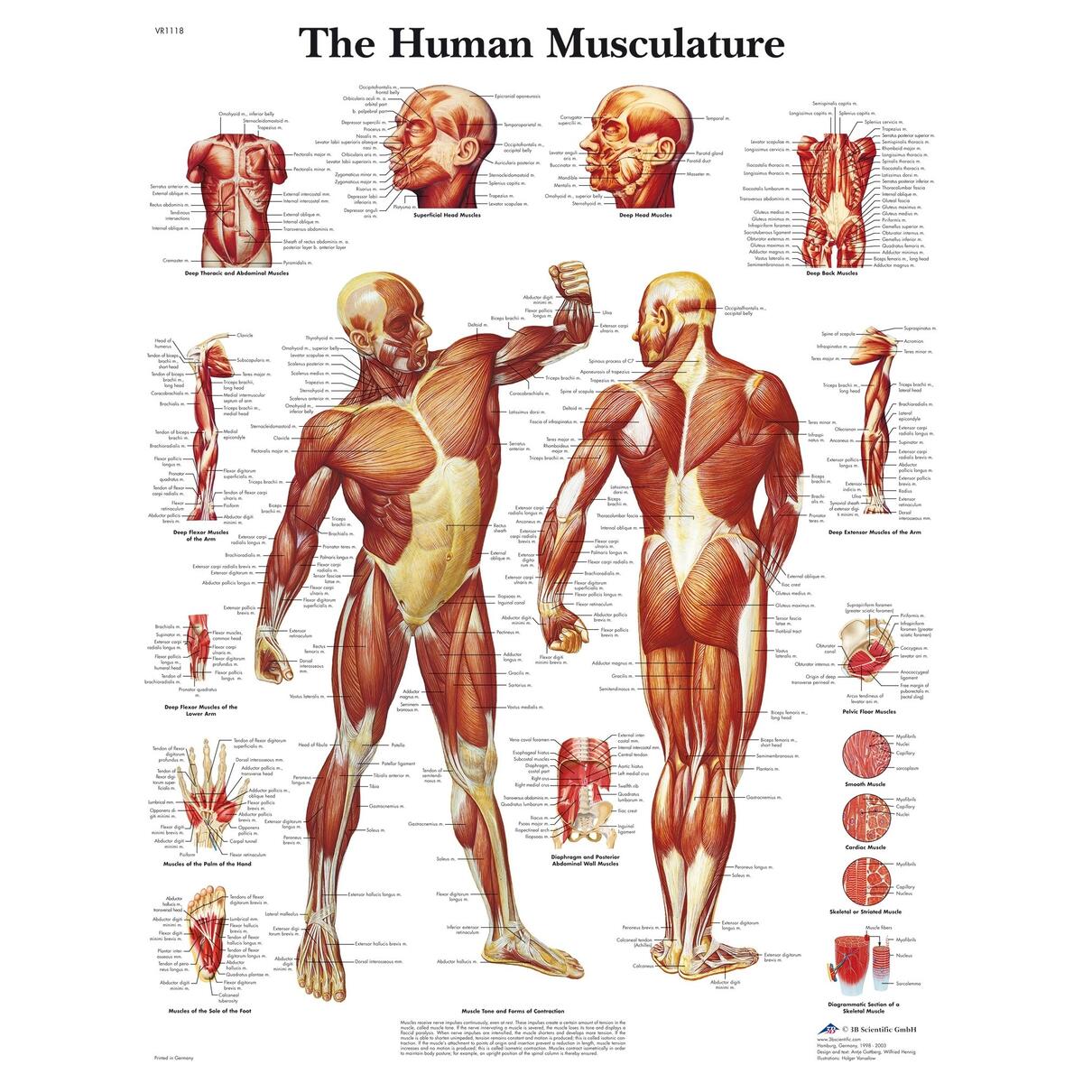 3B Scientific Human Musculature Chart