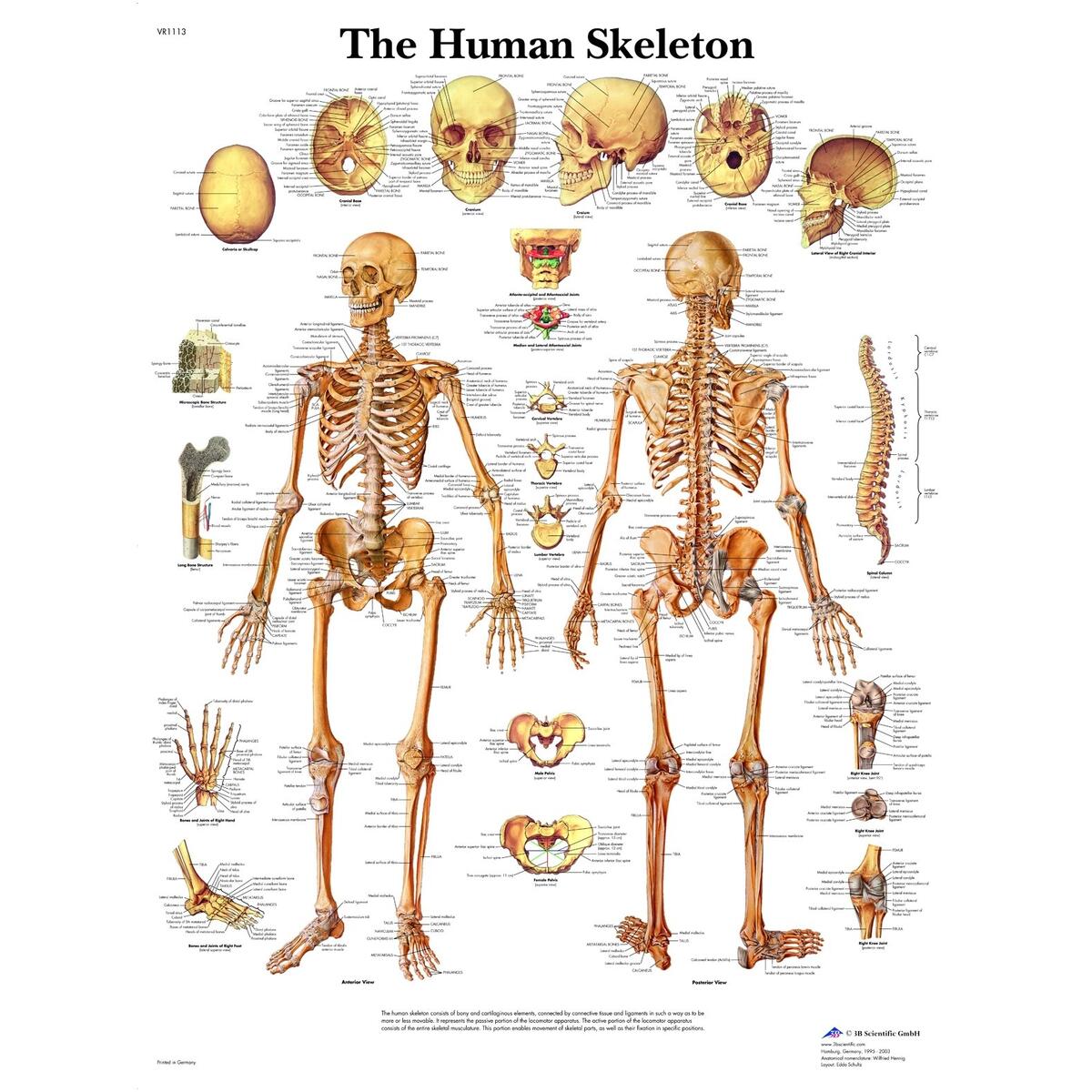 3B Scientific The Human Skeleton Chart