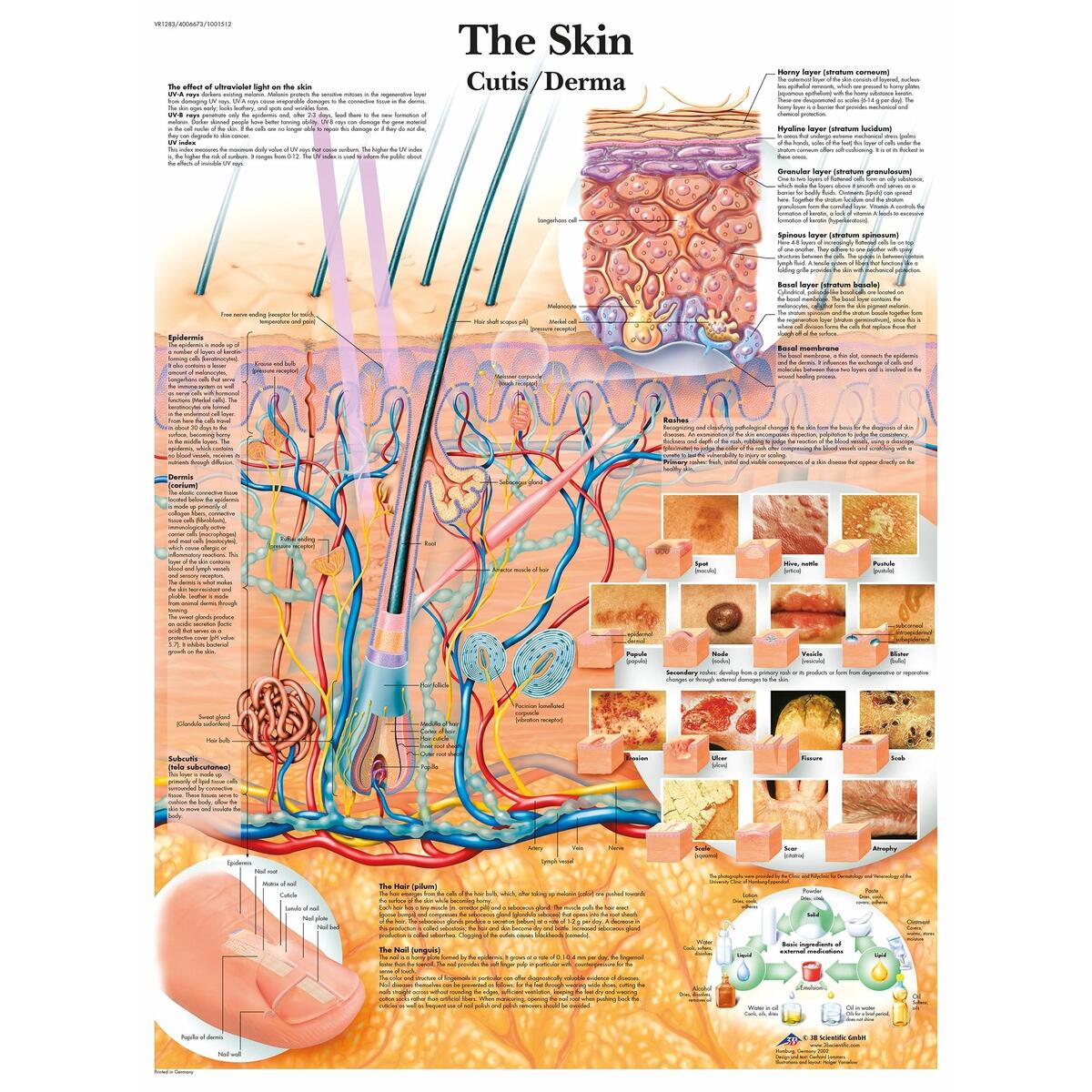 3B Scientific The Skin Chart