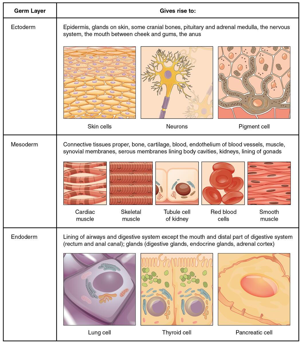 4 1 Types Of Tissues Douglas College Human Anatomy And Physiology I 1st Ed 4 1 Types Of Tissues Douglas College Human Anatomy And Physiology I 1st Ed