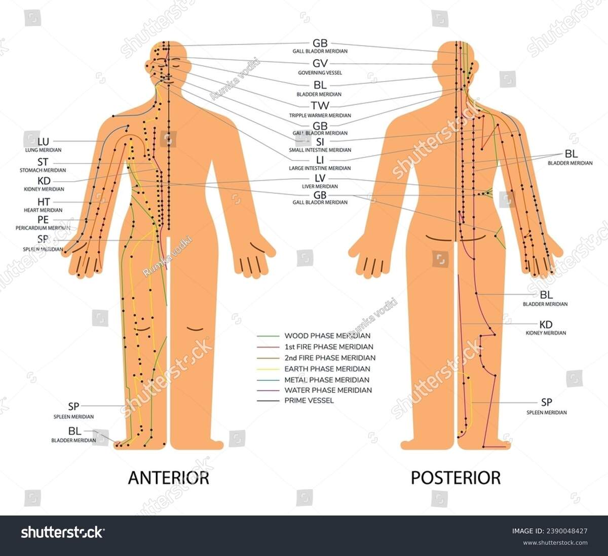54 Reflexology Meridian Chart Royalty Free Images Stock Photos Pictures Shutterstock