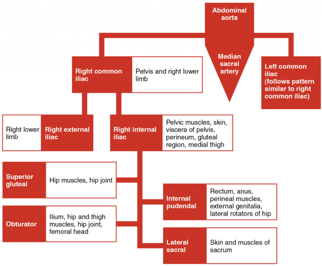 6 10 Circulatory Pathways Fundamentals Of Anatomy And Physiology