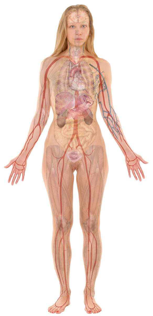 61 X 124 5 Cm Female Body Organs Human Body Charts Laminated Amazon De Business Industry Science