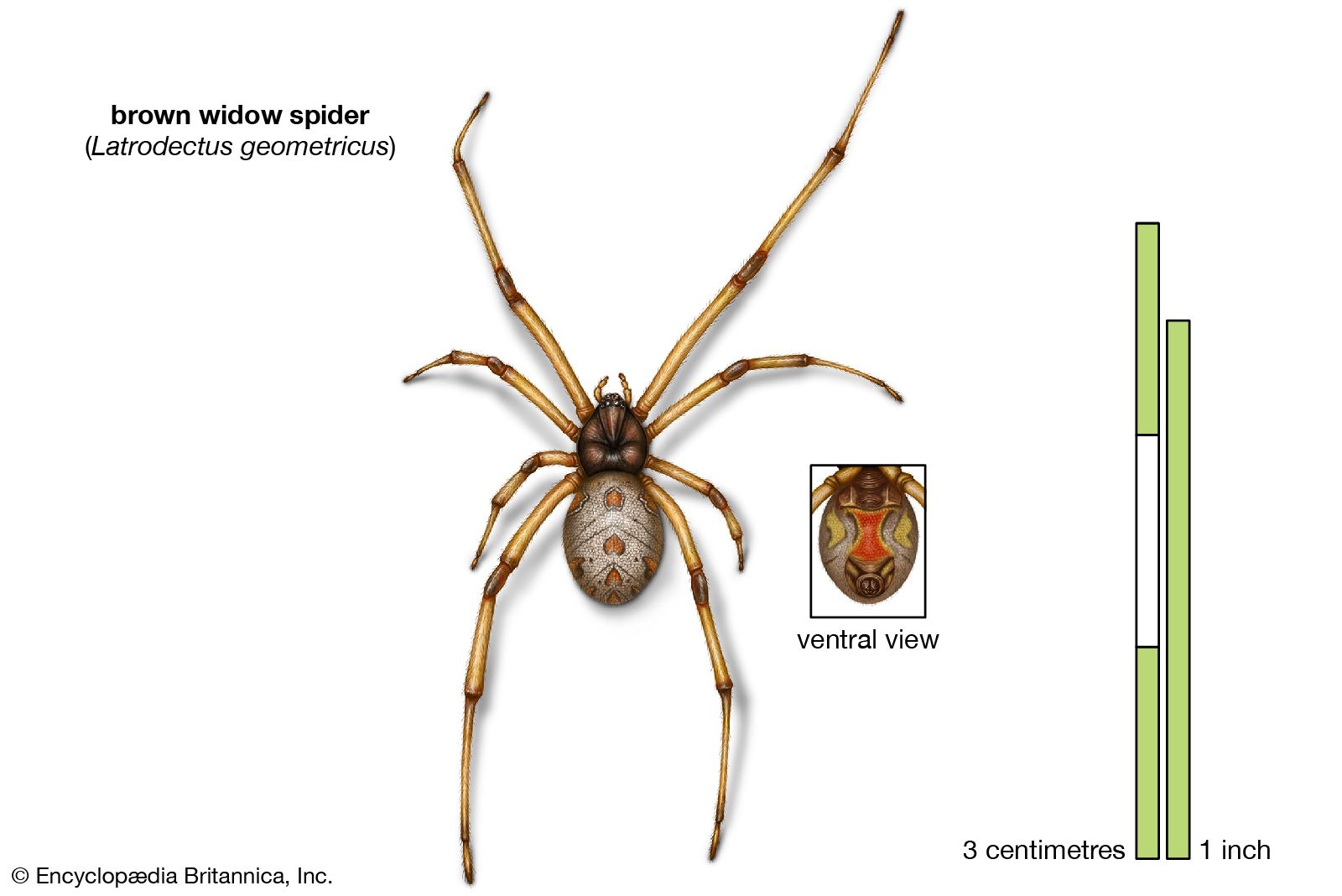9 Of The World S Deadliest Spiders Black Widow Australian Funnel Web Brown Recluse Facts Britannica