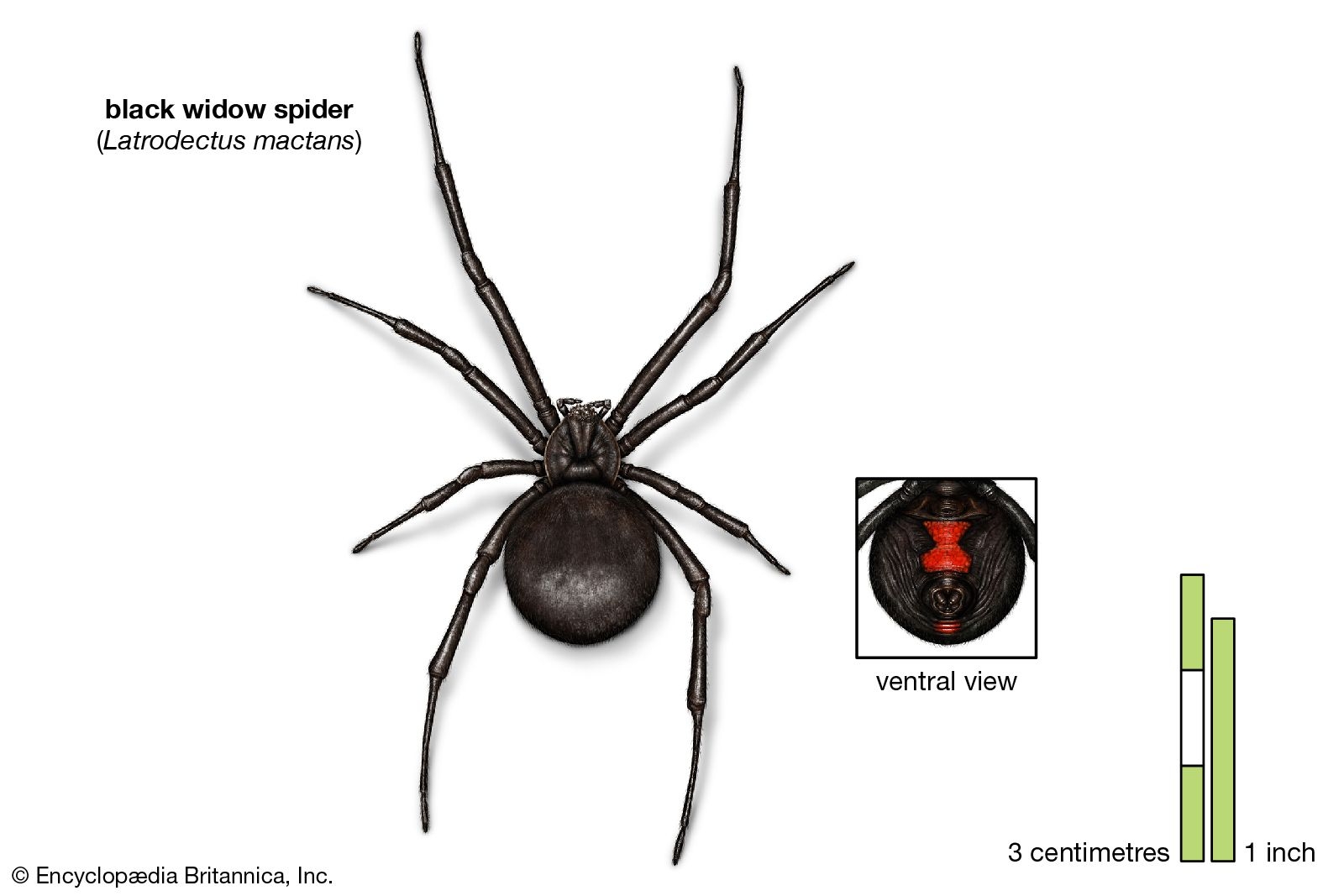 9 Of The World S Deadliest Spiders Black Widow Australian Funnel Web Brown Recluse Facts Britannica