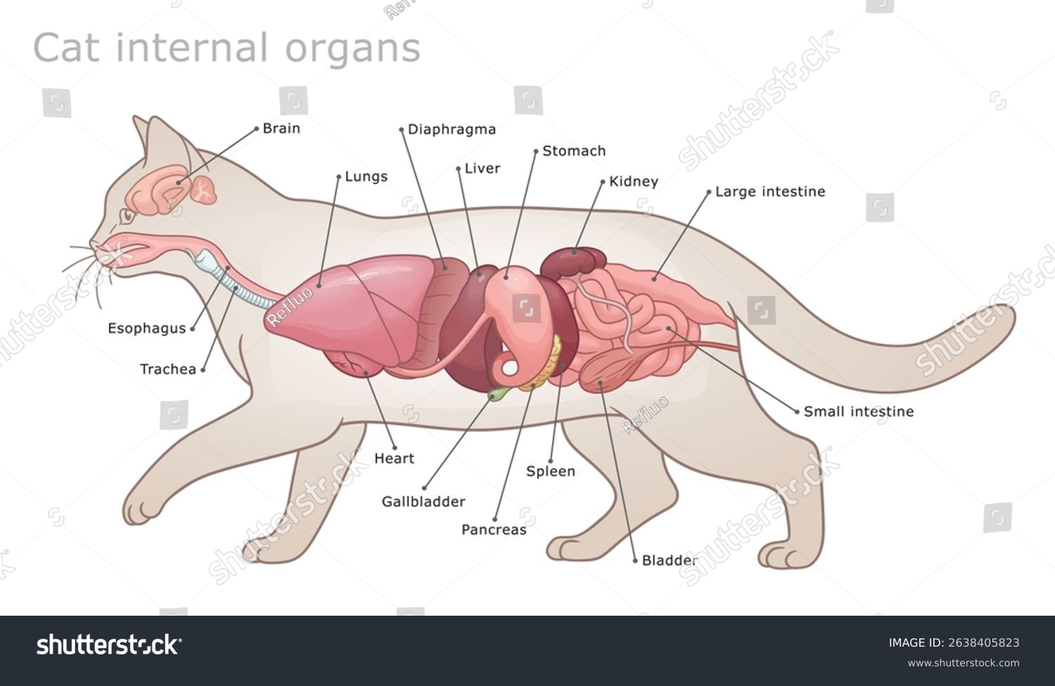 91 Pancreas Cats Royalty Free Images Stock Photos Pictures Shutterstock