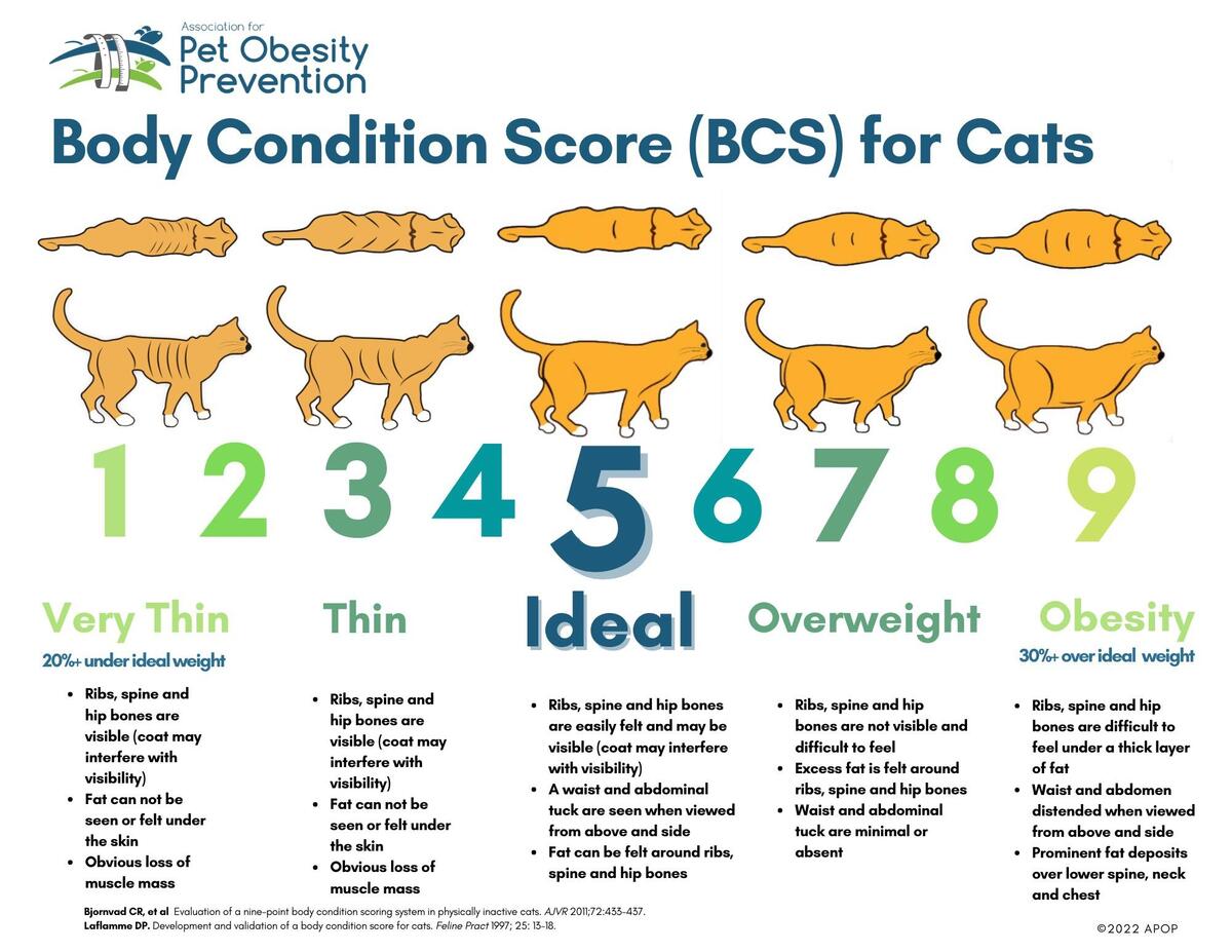 A Cool Guide Every Cat Owner Should Know About R Coolguides