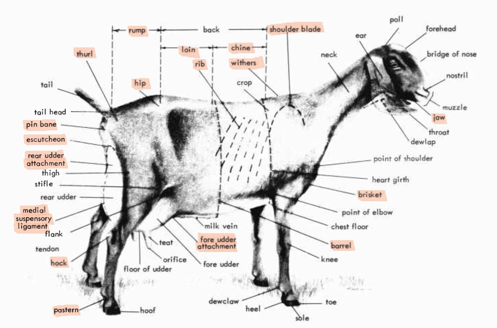 A Guide To Goat Body Conformation Weed Em Reap
