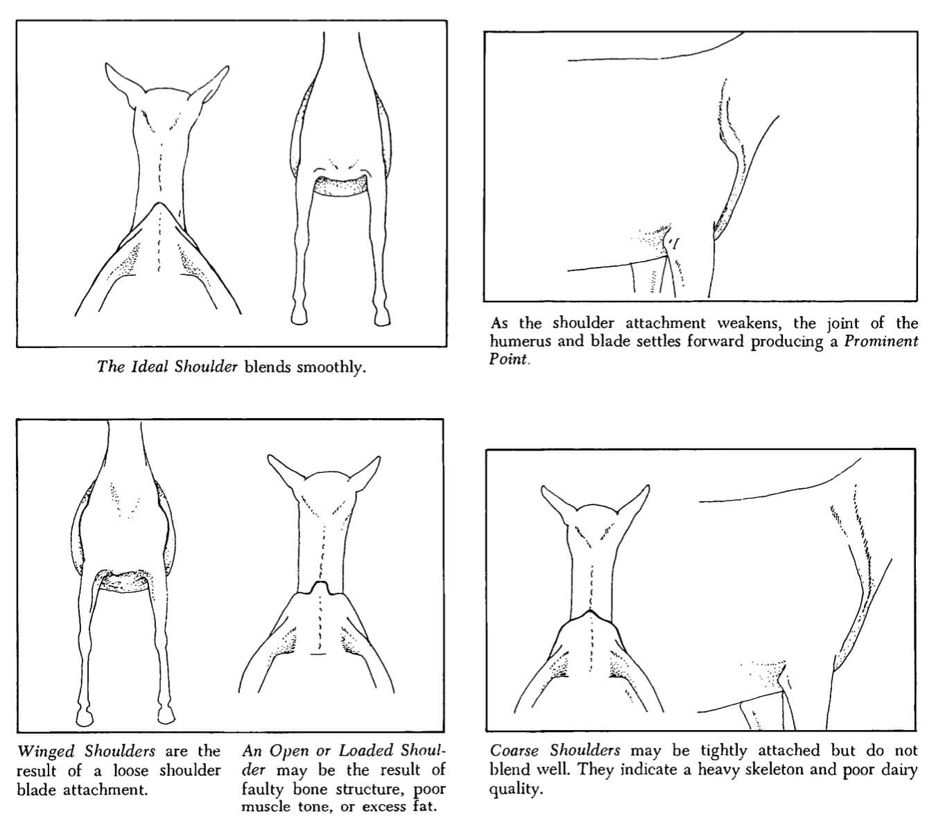 Standardized Body Condition Scoring System For Tropical Farm Animals Large Ruminants Small Ruminants And Equines Tropical Animal Health And Production