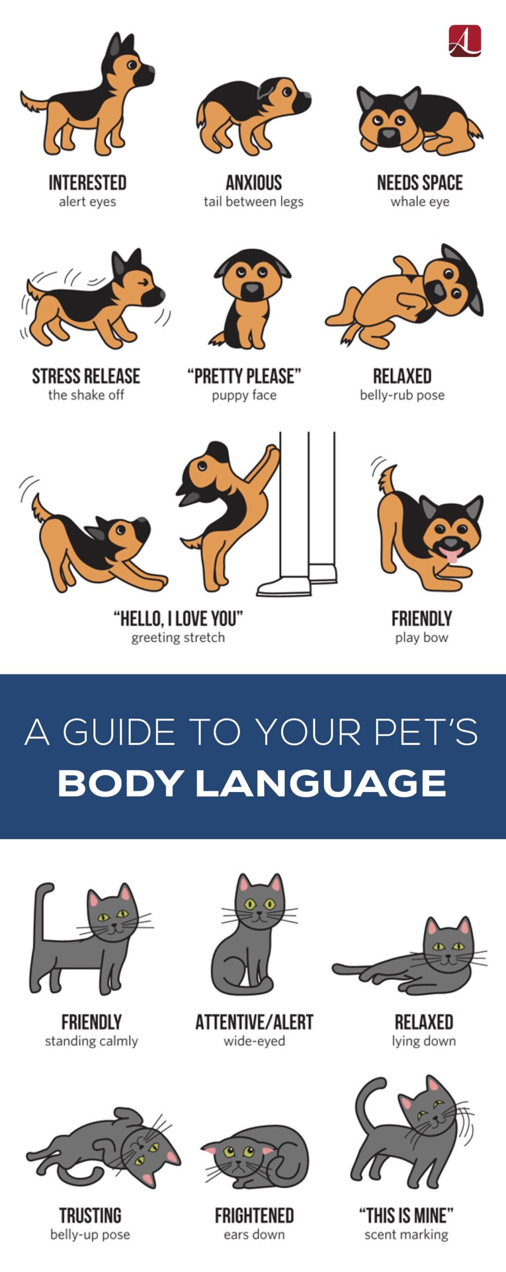 A Guide To Your Pet S Body Language American Lifestyle Magazine