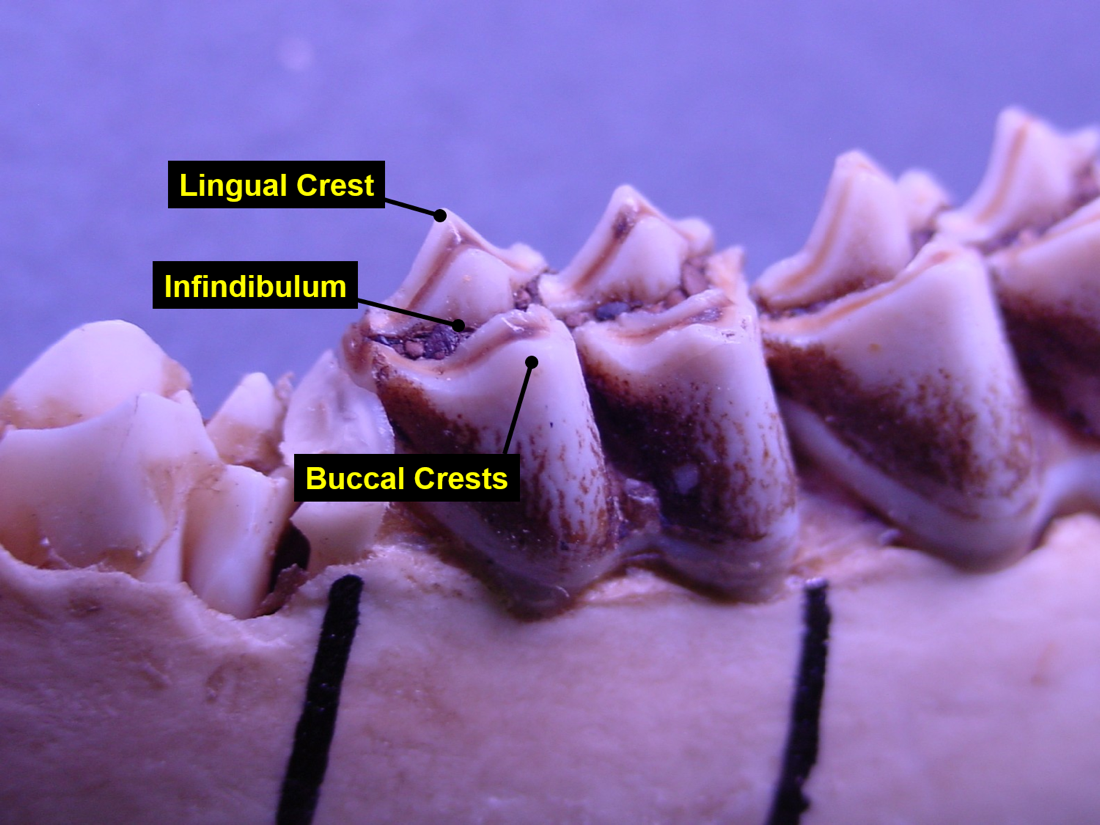 A Key For Aging White Tailed Deer Using The Tooth Replacement And Wear Technique Land Grant Press