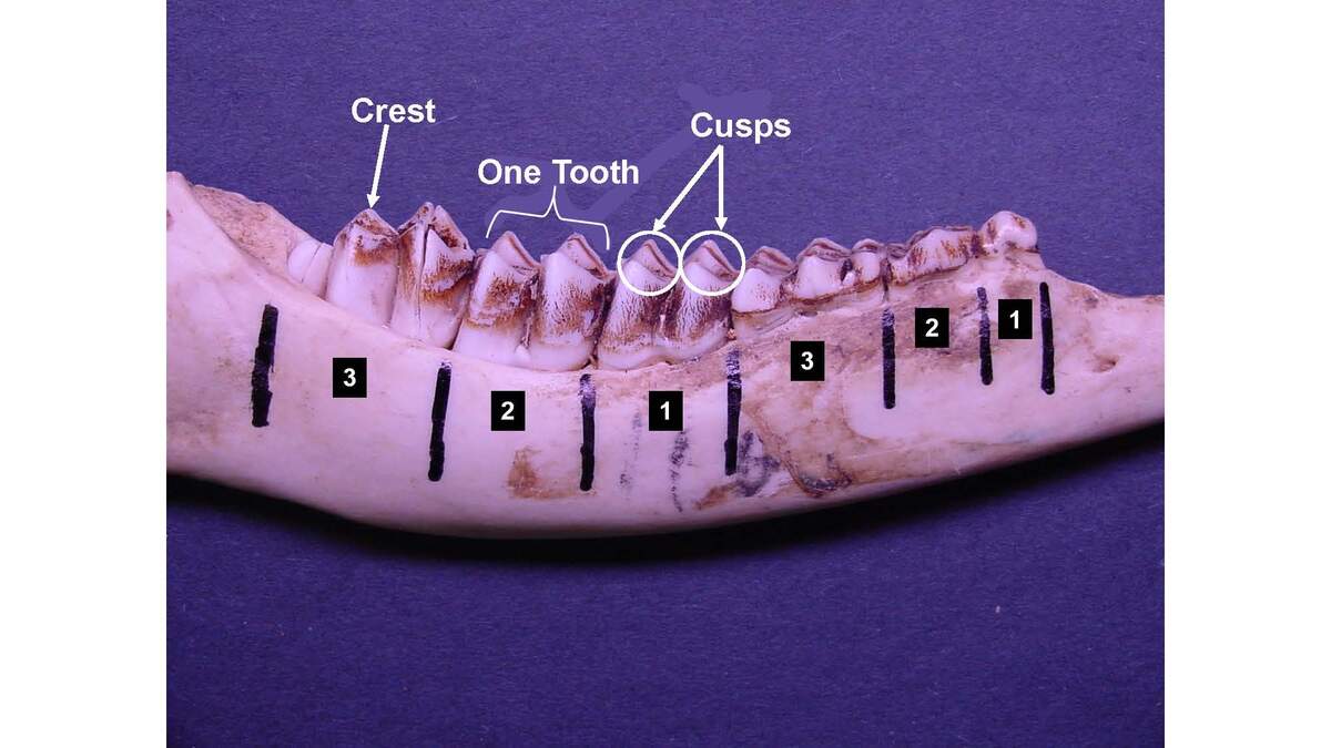 A Key For Aging White Tailed Deer Using The Tooth Replacement And Wear Technique Land Grant Press
