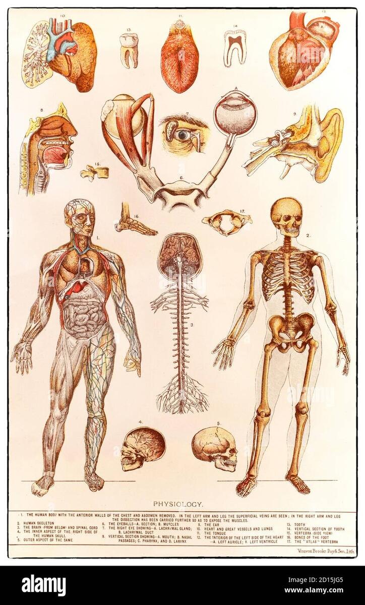 A Late 19th Century Chart Illustrating Human Physiology The Study Of How The Human Body Functions This Includes The Mechanical Physical Bioelectrical And Biochemical Functions Of Humans In Good Health From Organs A Late 19th Century Chart Illustrating Human Physiology The Study Of How The Human Body Functions This Includes The Mechanical Physical Bioelectrical And Biochemical Functions Of Humans In Good Health From Organs