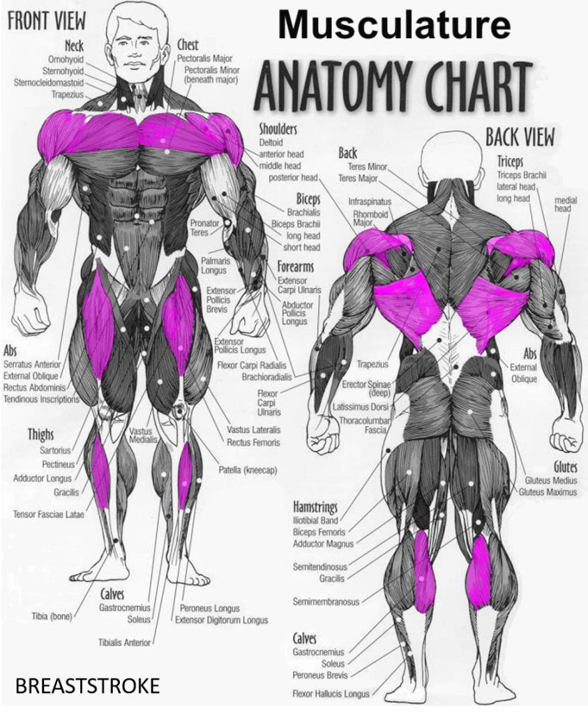 Exercise Chart Total Gym Swim Workout Workout Plan Hiit Workouts For Swimmers Dryland Interval Training