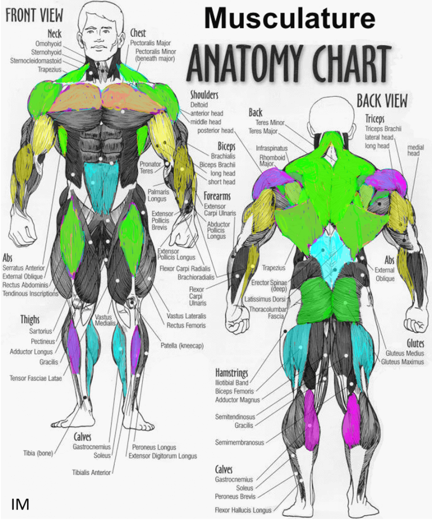 A Look At Swimmer Muscles By Stroke