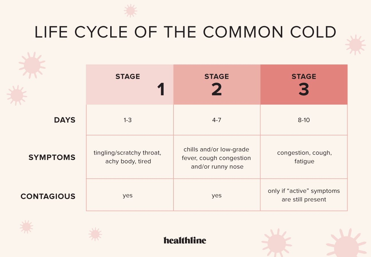 A Look At The Life Cycle Of A Cold
