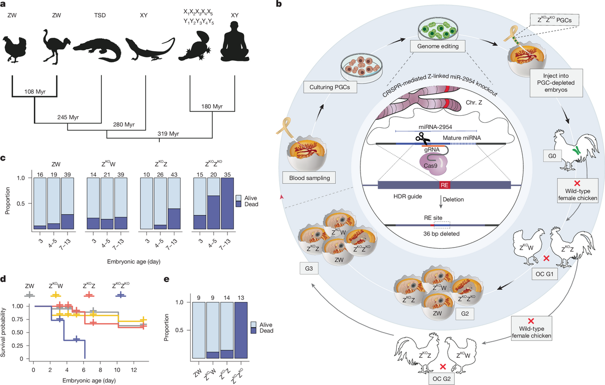 A Male Essential MiRNA Is Key For Avian Sex Chromosome Dosage Compensation Nature