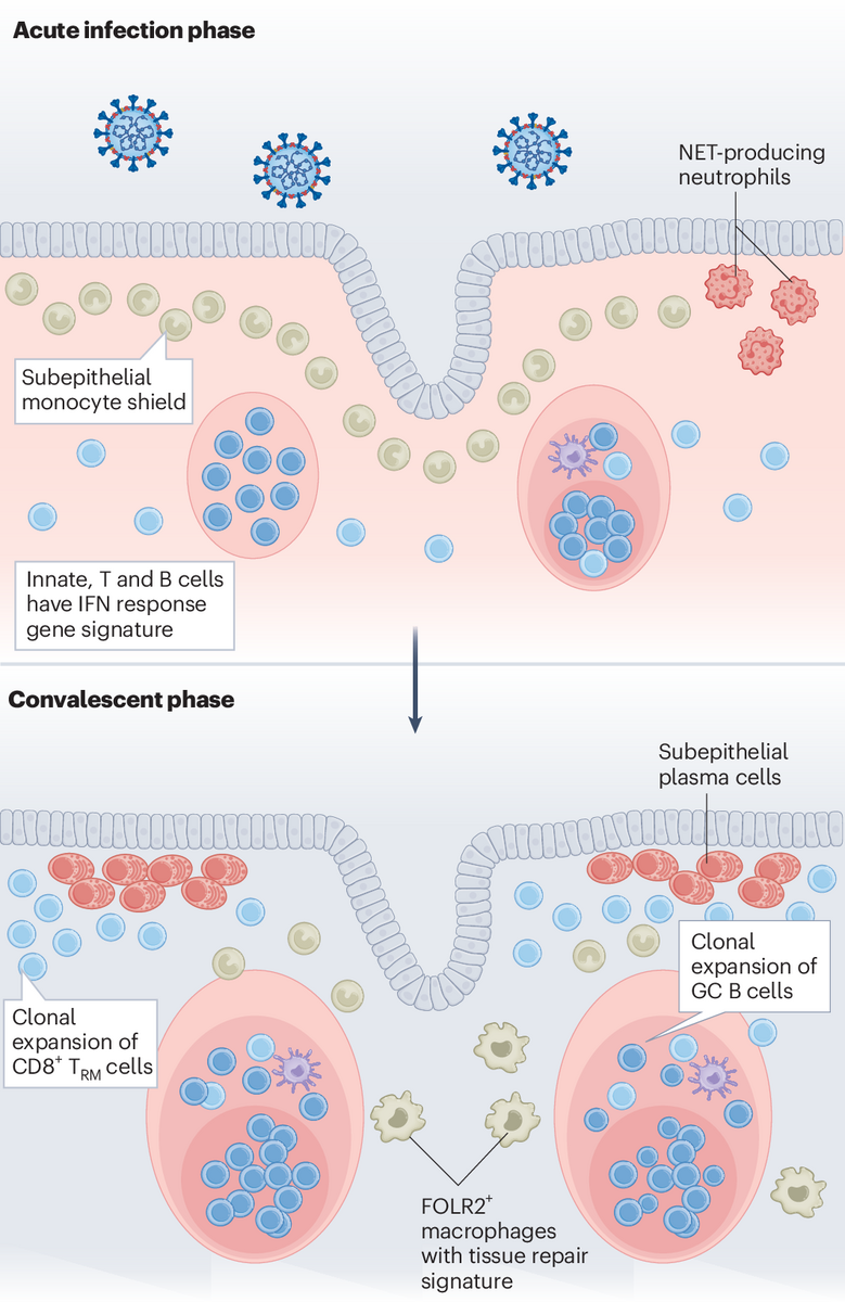 A Symphony Of Immunity To SARS CoV 2 In The Adenoids Nature Immunology