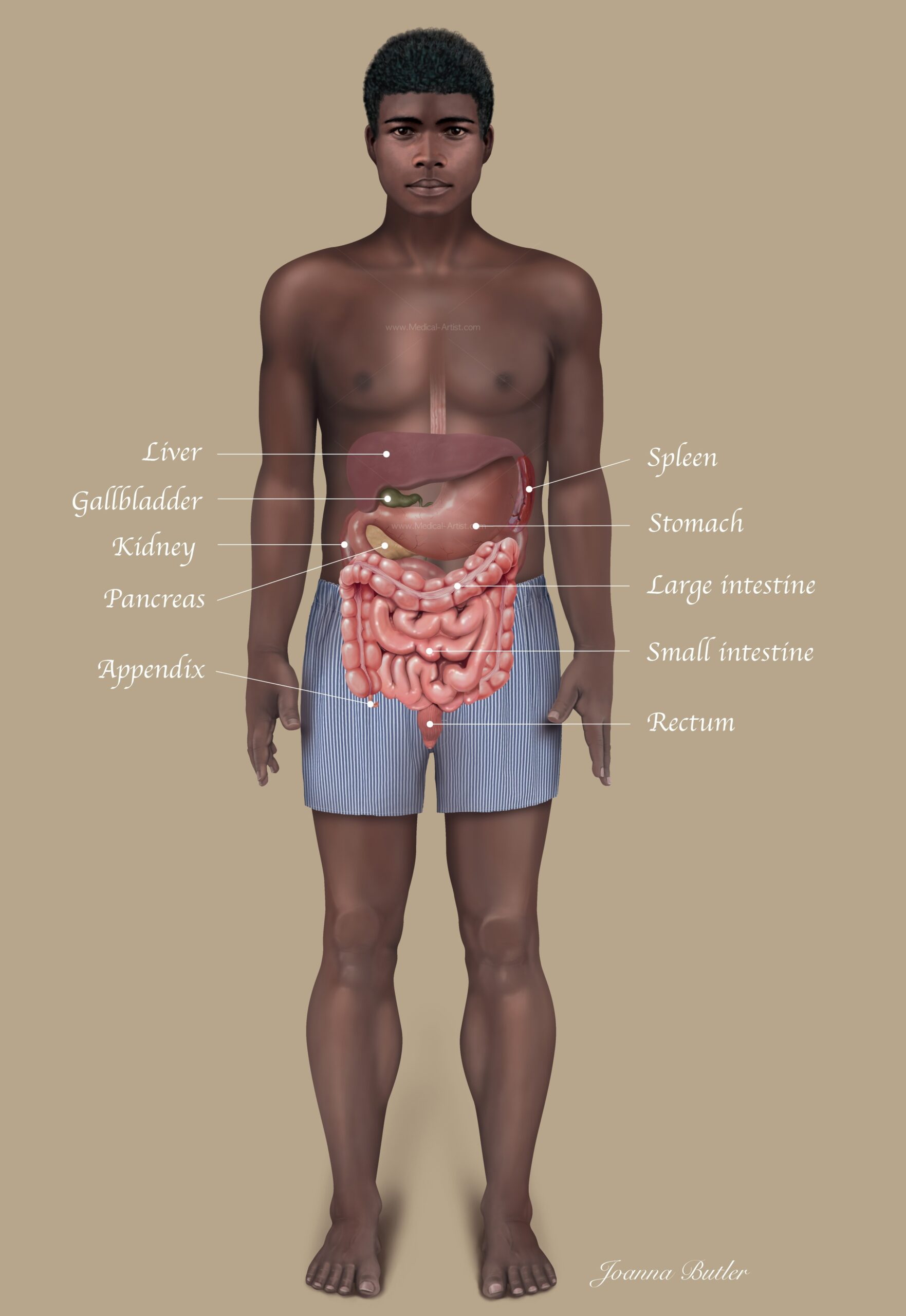 Abdomen Illustrations Visualisations Of Human Anatomy