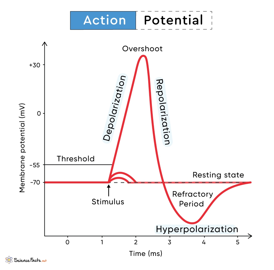 Action Potential Definition Phases Examples And Graph