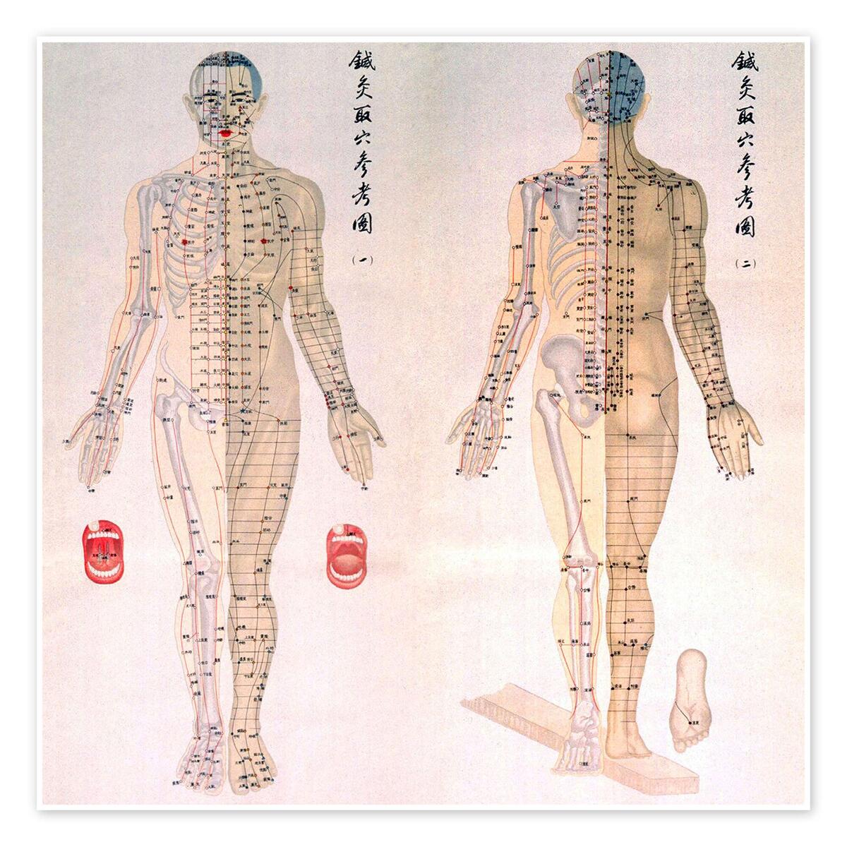 Acupuncture Map Of The Male Body Print By Everett Collection Posterlounge