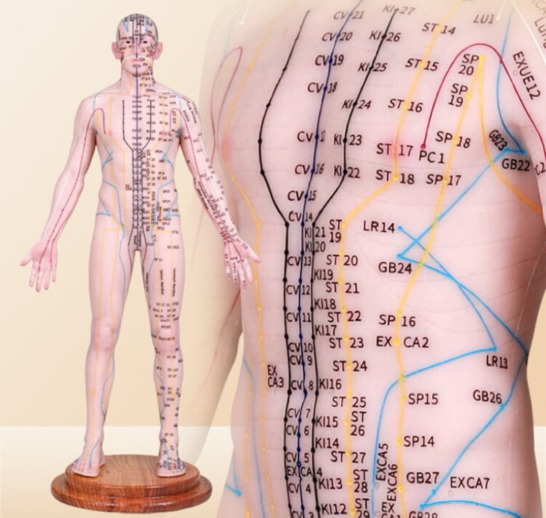 Acupuncture Points Human Model Silicone Meridian Needle Insertion Etsy