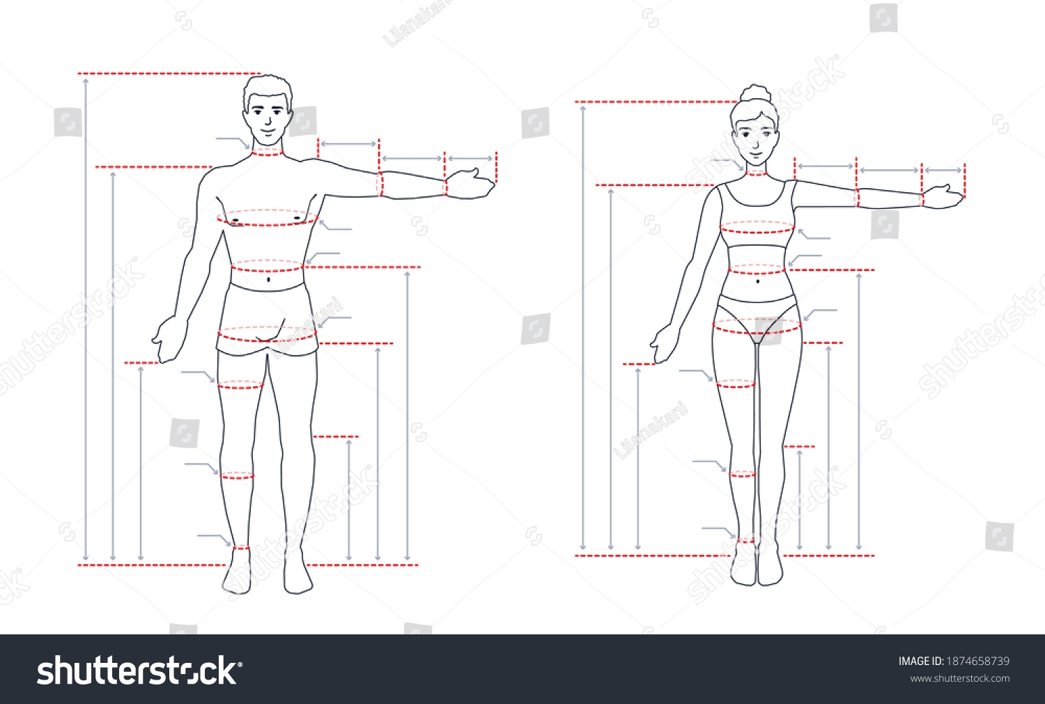 Adult Human Body Size Chart Measurements Stock Vector Royalty Free 1874658739 Shutterstock