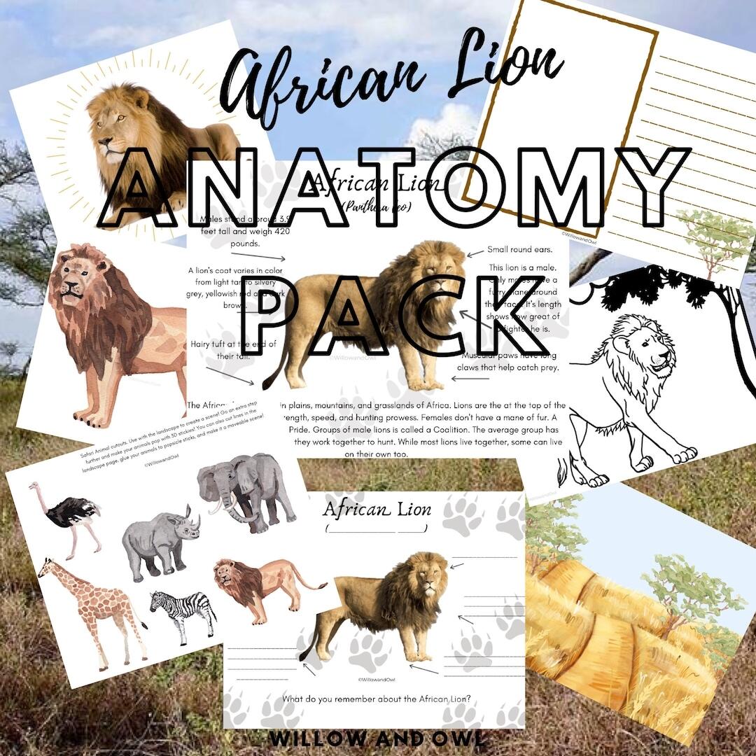 African Lion Anatomy Pack With Activities Etsy