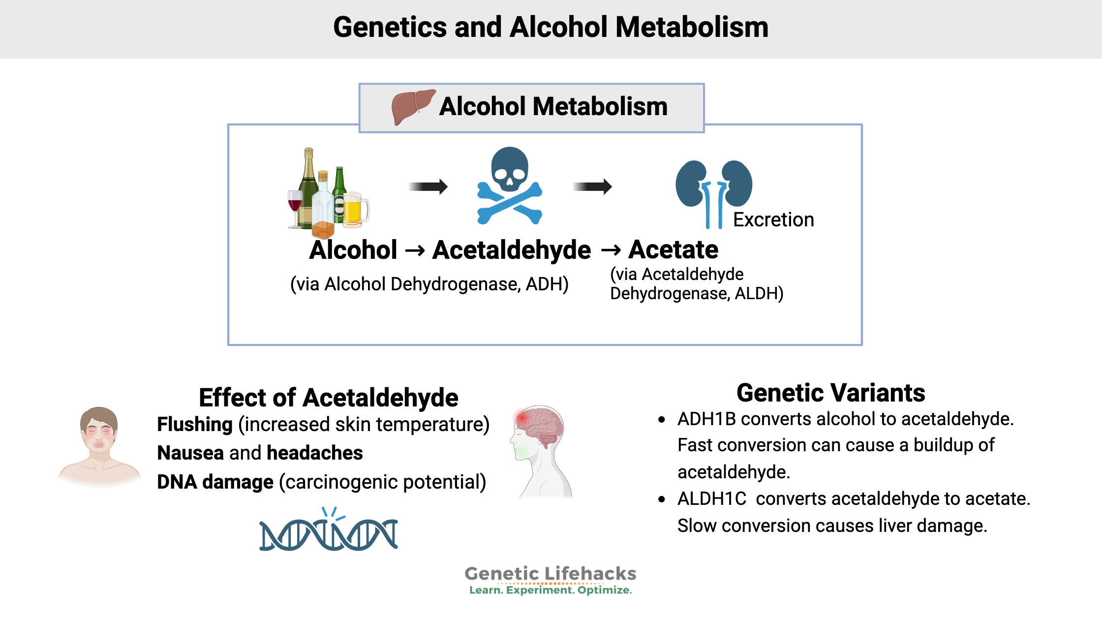 Alcohol Genes Alcohol Metabolism Rate