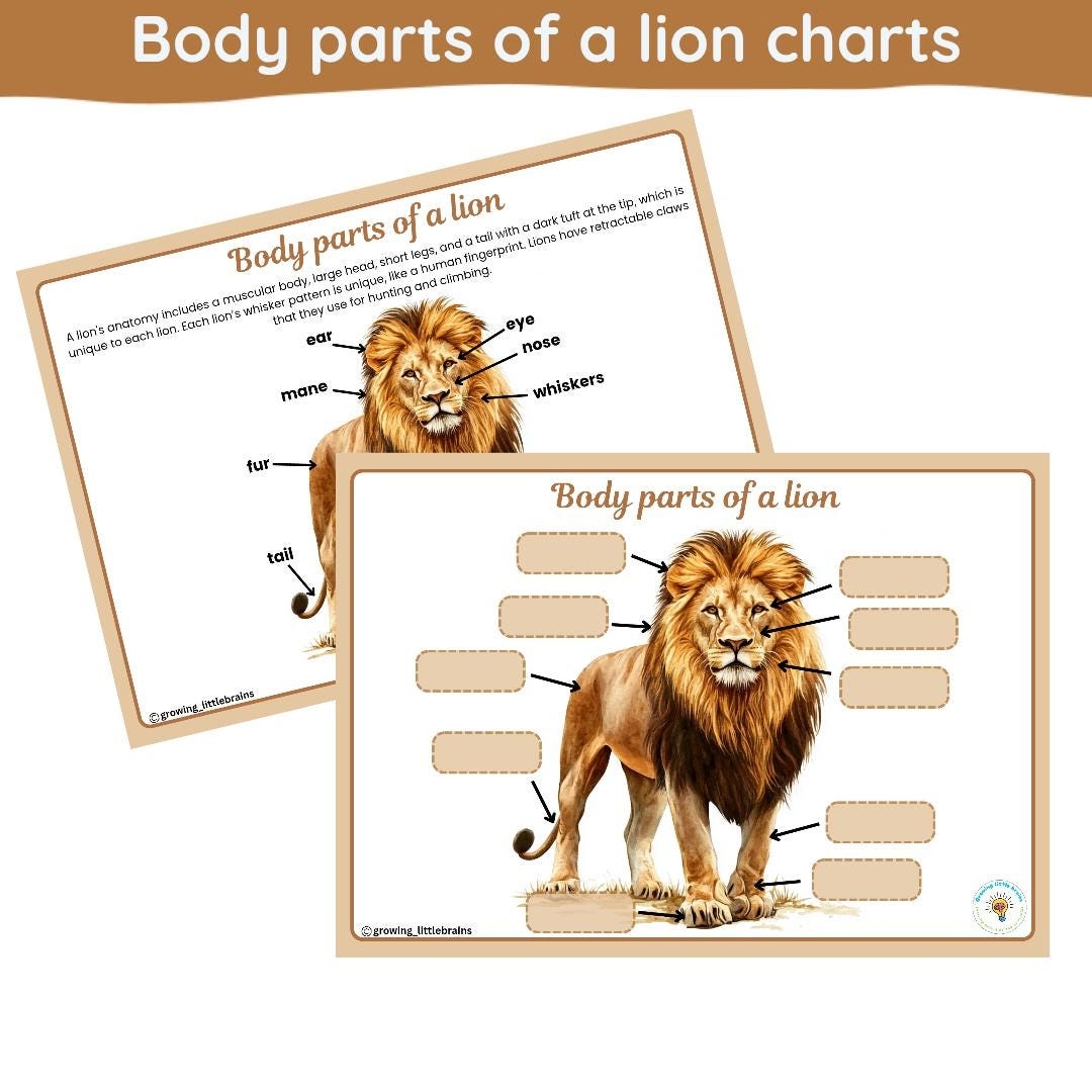 All About Lions Learning Pack Lions Rainforest Jungle Animals Flashcards Body Parts Of A Lion Digital Printables Etsy