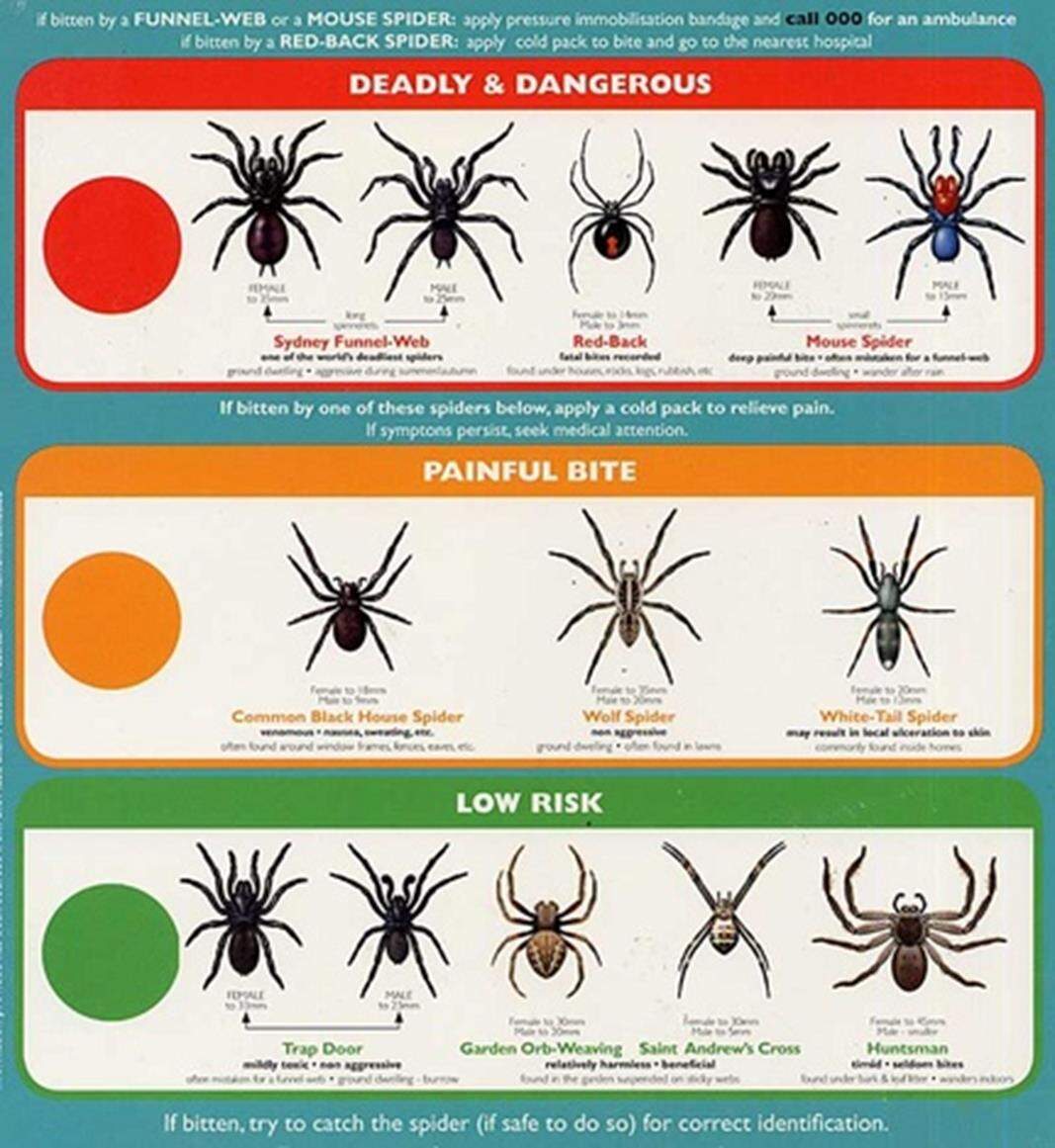 Infographic Common Spiders Found In Iowa Area