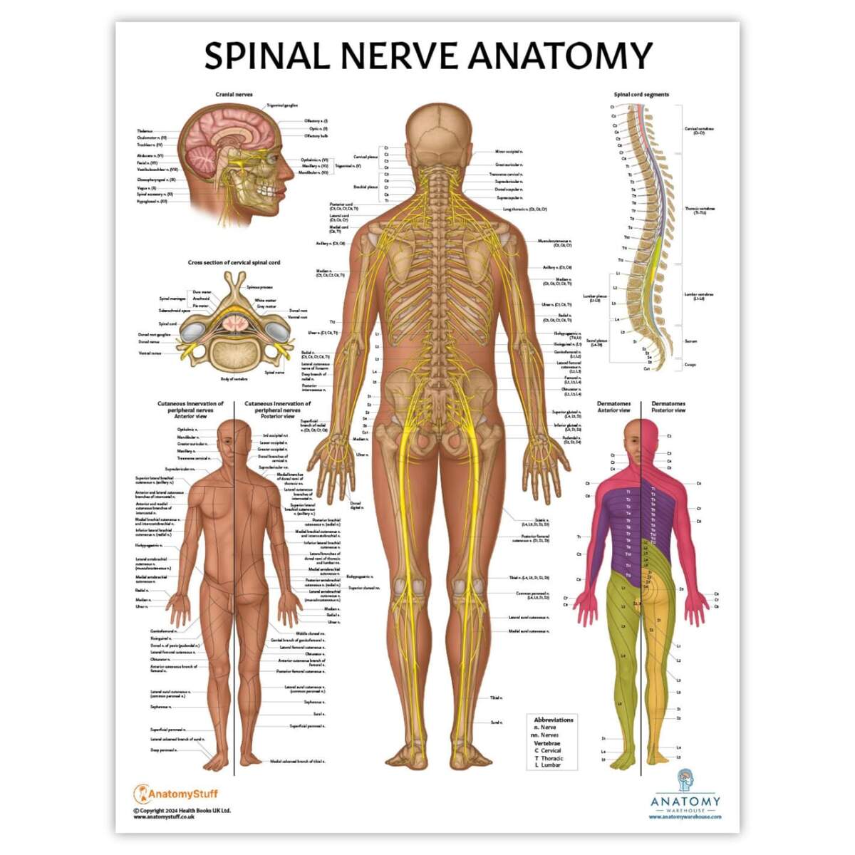 9 SPINE AND NERVES Ideas Massage Therapy Chiropractic Nerve