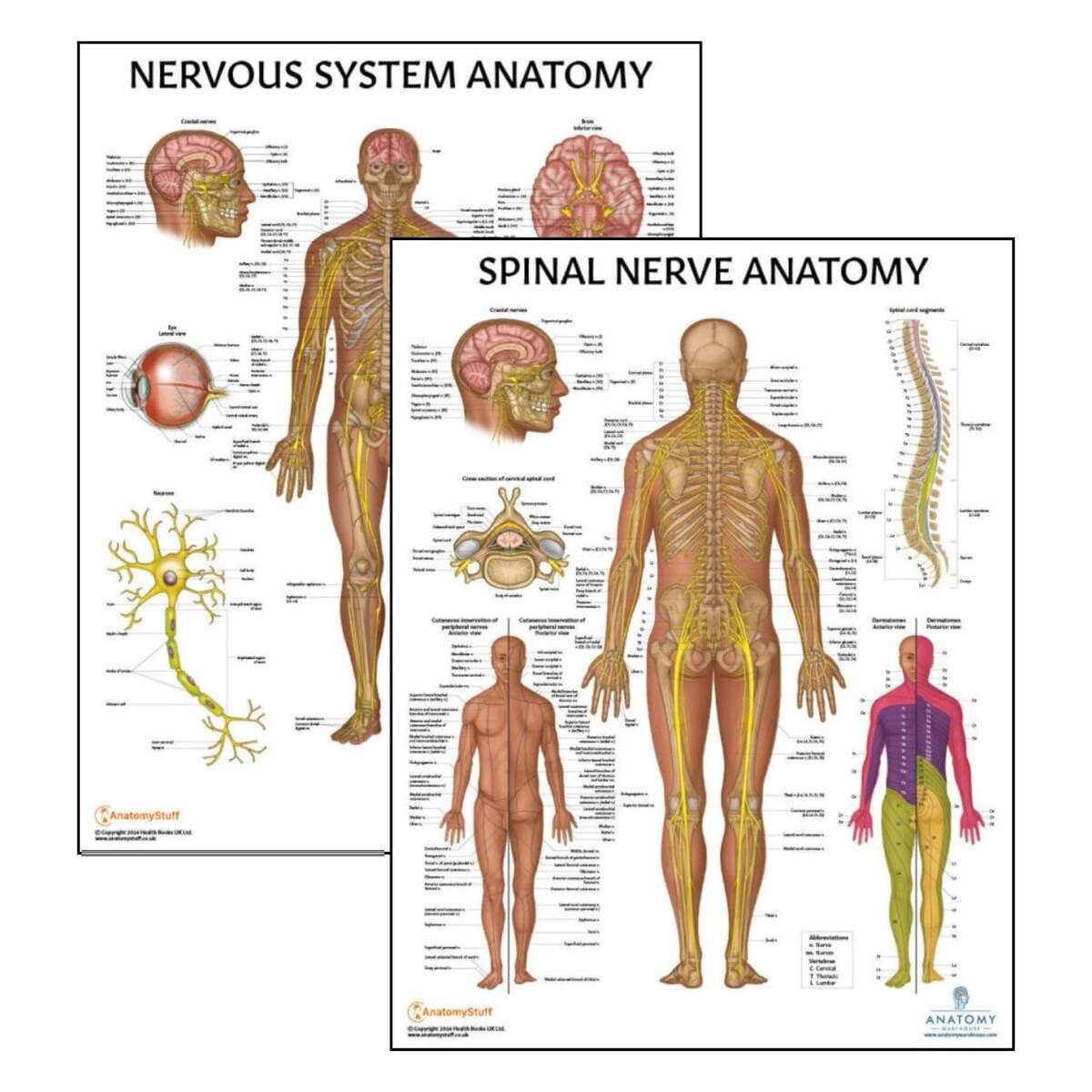 Amazon 2 PACK Nervous And Spinal Nerves Anatomy Poster Set LAMINATED Anatomy And Physiology Poster 17 3 X 22 5 Inches Nervous System Diagram Human Anatomical Chart Body Poster Industrial Scientific