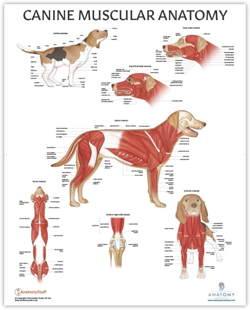 Amazon Anatomy Lab Canine Muscular Anatomy Poster 17 3 X 22 5 Inches Animal Anatomical Chart For Education Learning Detailed Anatomy Of The Dog Professional Illustrators And Medical Illustrators Industrial Scientific
