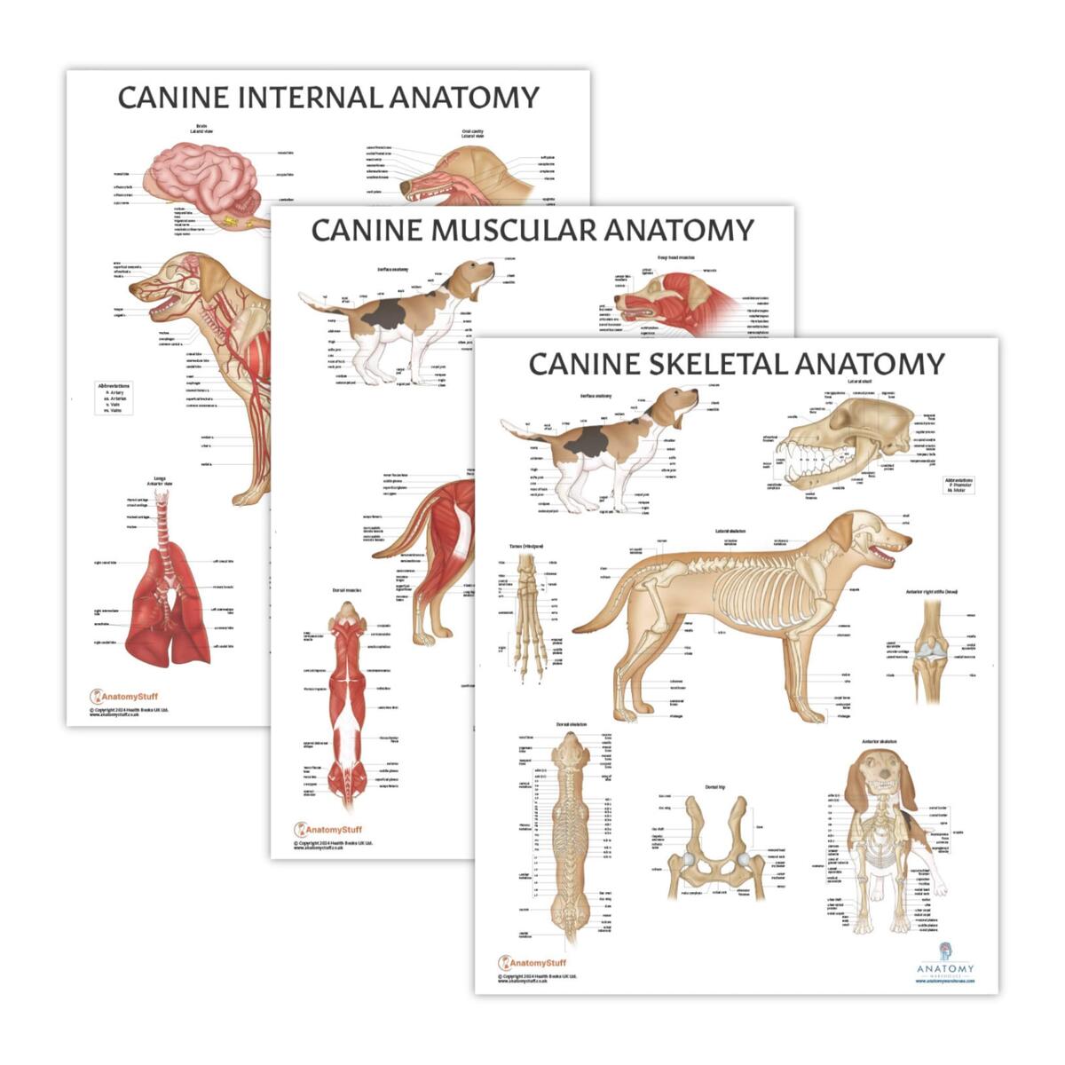 Amazon Anatomy Lab Canine Muscular Anatomy Poster 17 3 X 22 5 Inches Animal Anatomical Chart For Education Learning Detailed Anatomy Of The Dog Professional Illustrators And Medical Illustrators Industrial Scientific